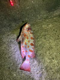 この魚なんですか 赤い斑点は釣り上げてから出てきました 宮古島で釣り Yahoo 知恵袋