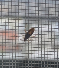 この虫が網戸についていたのですが 何の虫かわかりますでしょうか Yahoo 知恵袋