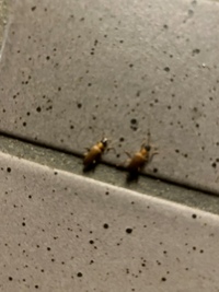 玄関先の街灯に大量発生してるこの忌々しい虫はなんて虫なんでしょう Yahoo 知恵袋