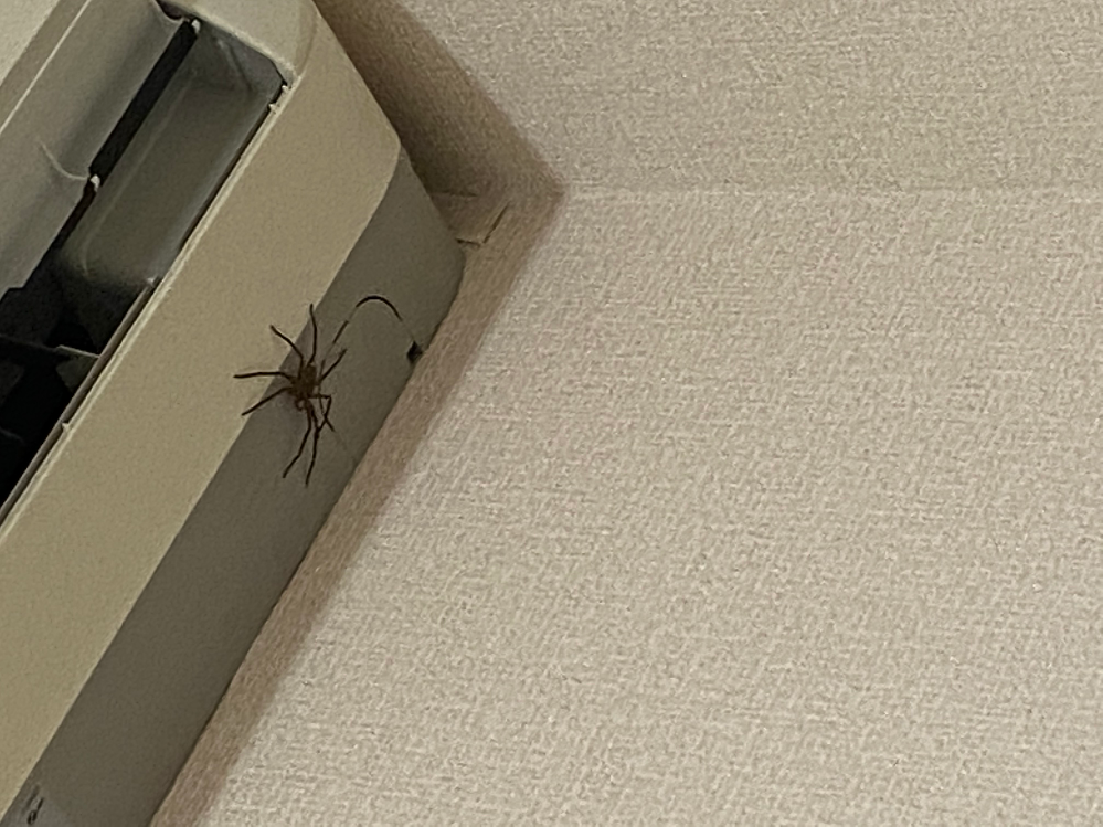 家に巨大な蜘蛛が出ました。 大きさは10センチ前後です。 これはアシダカグモでしょうか？ なんとか家の中から去ってもらいたいんですが、 逃し方を教えてください。 窓をしばらく開けていれば逃げますか？
