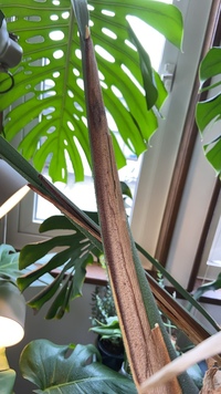 6月末に モンステラの新芽が出る途中で植え替えをしました 植え替えて Yahoo 知恵袋
