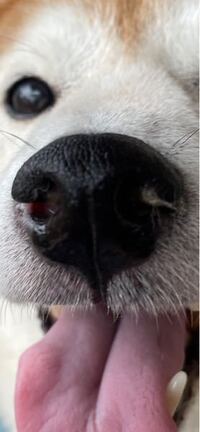 飼っている犬の鼻が何だか様子がおかしくて 写真撮ってみました これは 病気 Yahoo 知恵袋