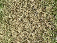 芝生の病気について庭にリビエラの棚を蒔き 芝生を作りました 2 ３日前から Yahoo 知恵袋