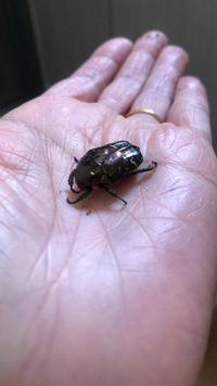 去年飼ってたカブトムシから産まれたはずの幼虫が 6月初めに成虫に Yahoo 知恵袋