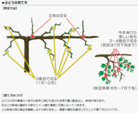 ぶどうの木の剪定方法ですが ネットのサイトにあった解説なのですが右の図では Yahoo 知恵袋