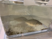 フナの寿命分かりますか 我が家には昔から父親が趣味で鯉を飼っていて Yahoo 知恵袋