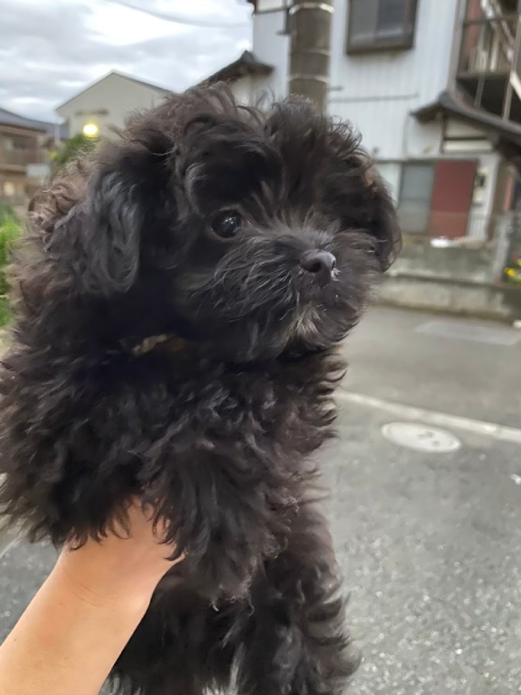 飼っていた犬が急死しました 突然亡くなり 慌てて火葬やら手続 Yahoo 知恵袋