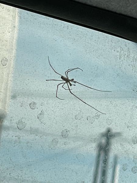 車にこんな蜘蛛がいたのですが この蜘蛛の種類を教えてください Yahoo 知恵袋