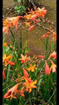この花の名前を教えてください よろしくお願いいたします クロコスミア Yahoo 知恵袋