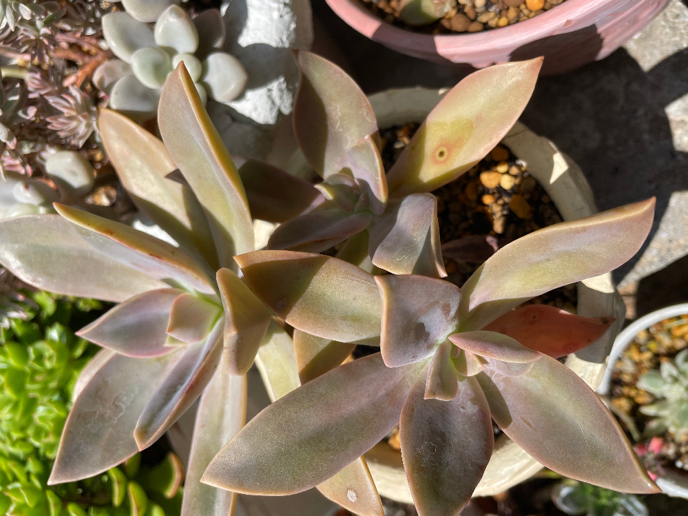 オアシスの再利用方法ありますか 最近は花を貰うと大抵オアシス と呼ばれ Yahoo 知恵袋