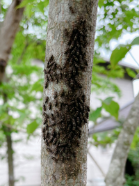 至急 ヤマボウシの木にびっしりくっついていりこれはなんですか 毛虫がでて困 Yahoo 知恵袋
