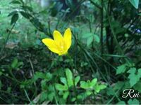 沖縄の道端に咲いているこの黄色のお花の名前は何ですか キ Yahoo 知恵袋