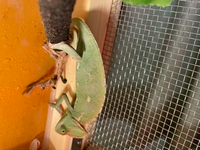 タイガーサラマンダーについてです 今タイガーサラマンダーを飼育し Yahoo 知恵袋