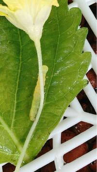 ゴーヤの葉が虫食いだらけです 今日やっと犯人らしき幼虫を特定した Yahoo 知恵袋