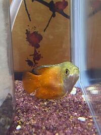 このグラミーは白点病でしょうか 回答よろしくお願いします Yahoo 知恵袋