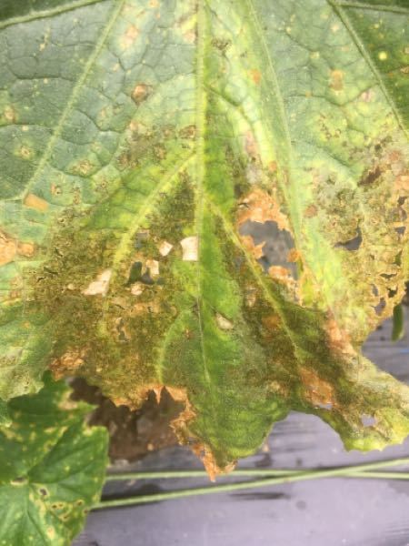 きゅうりの病気について、葉が写真のように病気にかかりましたが、何の 