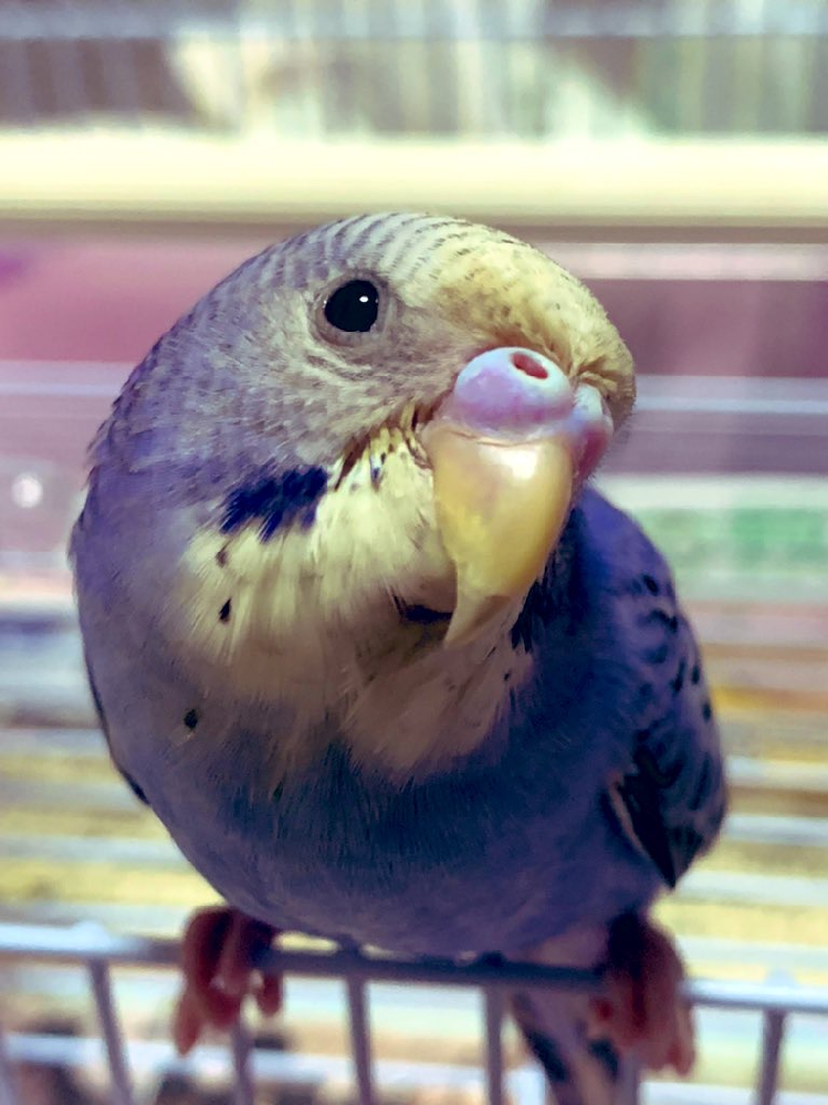 セキセイインコちゃんの写真の撮り方のコツを教えて下さい うちの子自 Yahoo 知恵袋
