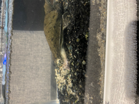 人を火葬場で焼いた後 お骨拾いをしますが 残った人骨は肥料とし Yahoo 知恵袋