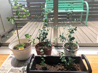 ユーカリの夏の暑さについてユーカリcm程と 40cm程の苗を買いました Yahoo 知恵袋