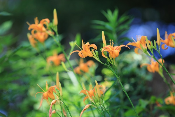 この花は ノカンゾウですか ニッコウキスゲですか ご存じの方は教 Yahoo 知恵袋