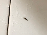 これはなんという名前の虫でしょうか 羽つきで 胴体が長い蟻のようにみえ Yahoo 知恵袋