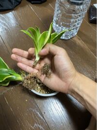 サンセベリアの根が取れてしまいました どうすれば良いでしょ Yahoo 知恵袋