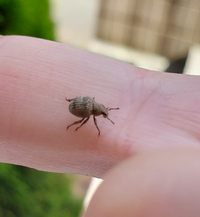 ヒラタクワガタとオオクワガタどっちが強いと思いますか 私はヒラタクワガタ Yahoo 知恵袋