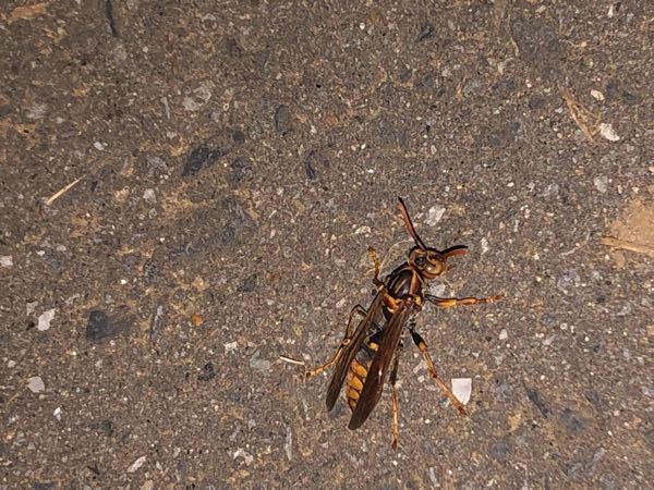 犬がハチに刺されました 何バチでしょうか Yahoo 知恵袋