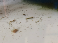 ザリガニ寄生虫 2 3センチのフロリダブルーを買っているのですが Yahoo 知恵袋