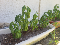 バジルがしおれています 復活しますでしょうか お知恵をお借りさせて下 Yahoo 知恵袋