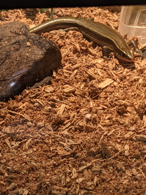 ニホントカゲを飼育しています この子は保護時野生でガリガリで触っても Yahoo 知恵袋