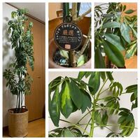 もう15年くらい頑張っているシェフレラですが 画像のように天井につきそうな Yahoo 知恵袋