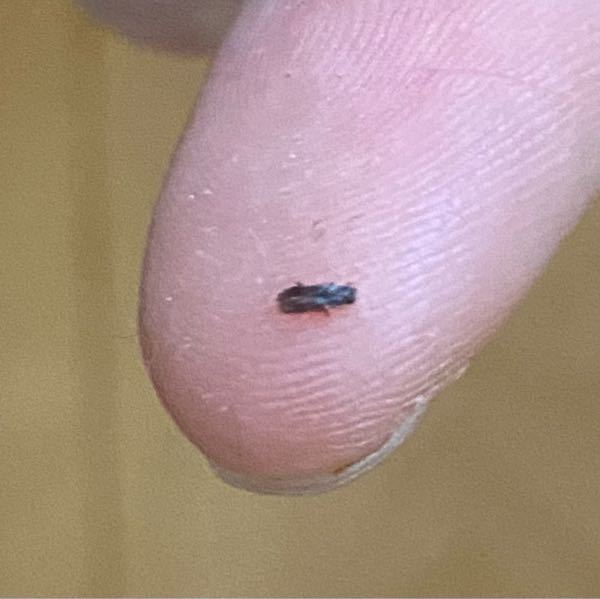 家の中に写真の焦げ茶色の小さい虫が大量に発生しています。ソファ 