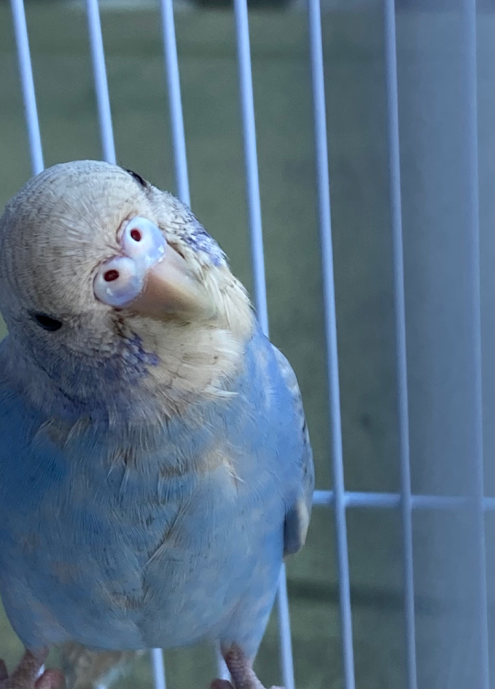 我が家のインコの性別が知りたいです 生後2ヶ月半になるセキセイインコです Yahoo 知恵袋