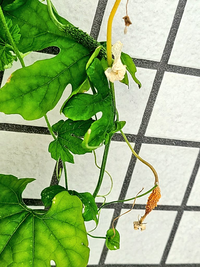 ゴーヤが育ちません ベランダのプランターで1株育てていますが 小 Yahoo 知恵袋