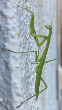 カマキリを見つけたのですが 幼虫の為種類がいまいち分かりませんで Yahoo 知恵袋