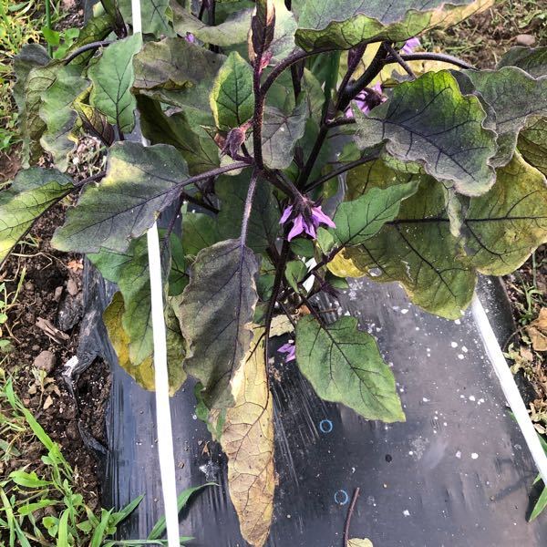 アースジェットが作物にかかってしまった場合 食べない方が良いでしょう Yahoo 知恵袋