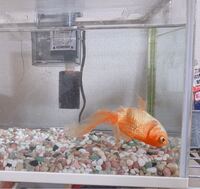 飼っている金魚が逆さまになって沈むようになってしまいました 転覆 Yahoo 知恵袋