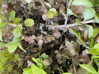 四捨五入して 百の位までの概数にすると 70になる整数のはんいを Yahoo 知恵袋