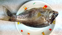 この魚は何でしょうか 食べられますか この魚はウミタナゴ科 Yahoo 知恵袋