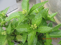 この花の名前を教えてください 花というより小さいつぶつぶです 背 Yahoo 知恵袋