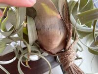 キセログラフィカの根元周辺が 茶色く 変色してきました何が原因か分かり Yahoo 知恵袋