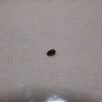 変な虫が自宅で大量発生しています なんか 南京虫っていうんでしょうか Yahoo 知恵袋