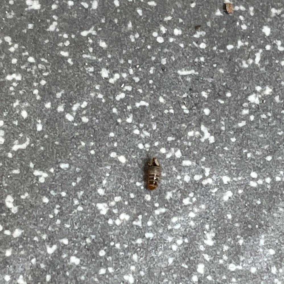 【虫の写真あり】至急なのですが、こちらの虫はなんでしょうか？ サイズは3ミリほどで芋虫のようにウヨウヨしながら動いています。 縞模様があります。