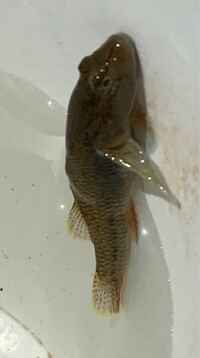 この川魚の名前を教えてください 大阪北摂の川でとりました Yahoo 知恵袋