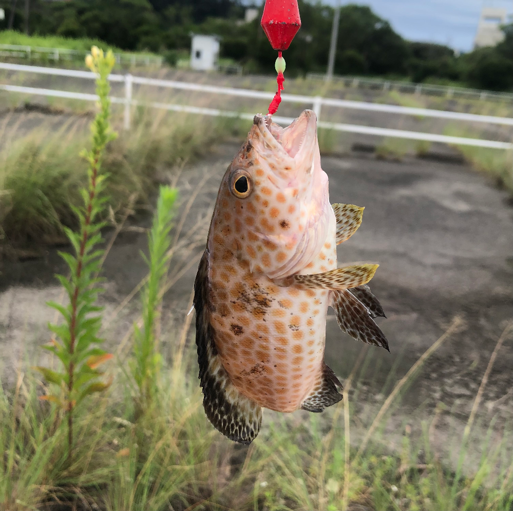 これは なんていう魚ですか イソフエフキだと思います Yahoo 知恵袋