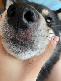 大至急お願いします 初めて飼う犬なんですけど 飼っている柴犬の口周りがピ Yahoo 知恵袋