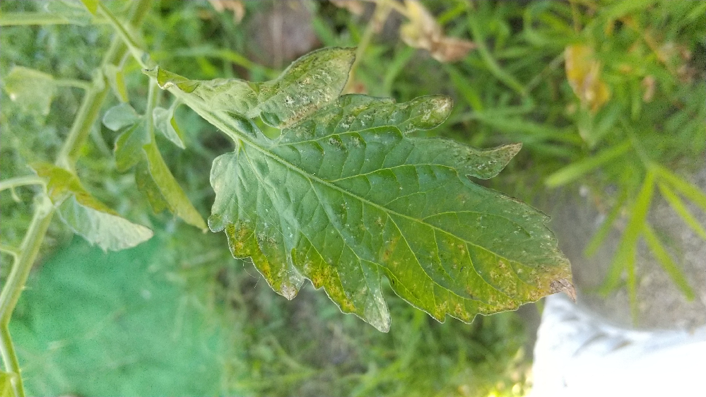 ミニトマト葉がこんなになって下から枯れてきています 10本植えて Yahoo 知恵袋