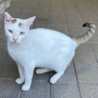 白 サビ トラ等 猫の色や柄の名前がありますが この子は何猫になりますか Yahoo 知恵袋