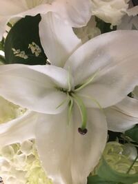 ゆりの花が咲きました しかし 花粉のあるものと 無いものがあります 違いは Yahoo 知恵袋